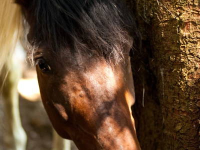 Bild 38 aus  Schloif Troadkastn