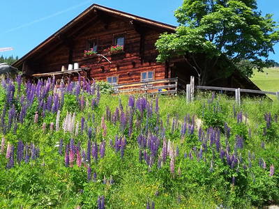 Bild 73 aus  Obersinnlehenhof