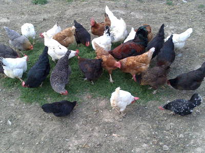 Bild 31 aus  Privatzimmer Würger