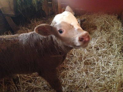 Bild 23 aus  Haizlhof