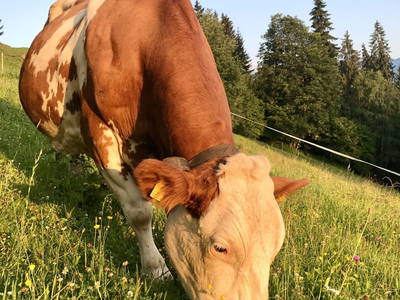 Bild 62 aus  Hinteregger