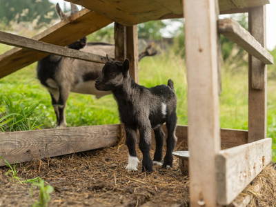 Bild 178 aus  Winzerhof Strablegg