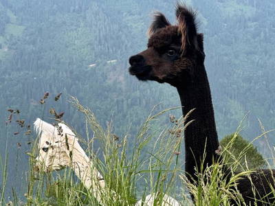 Bild 117 aus  Wallneralm