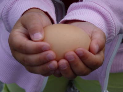 Bild 69 aus  Sportbauernhof Hochalmblick