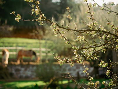 Bild 40 aus  St. Annahof