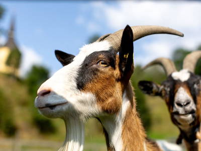 Bild 44 aus  Olachgut