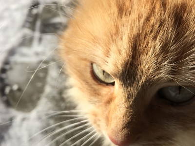 Bild 78 aus  Apartment "Kalbschädl"