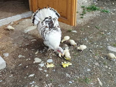 Bild 110 aus  Schlosswirt Chalets