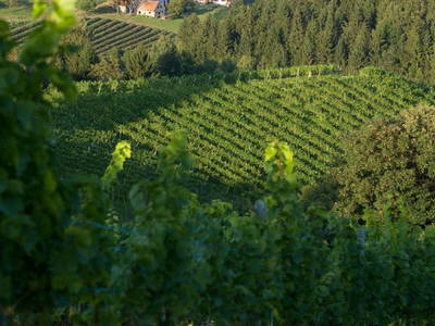 Bild 6 aus  Biohof Leutschach