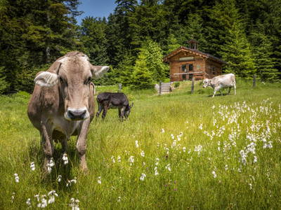 Bild 21 aus  Bachrain - Bio am Berg 