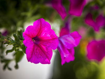 Bild 48 aus  Erbhof Hinterrain