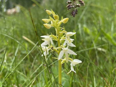Bild 48 aus  Peitlerhütte