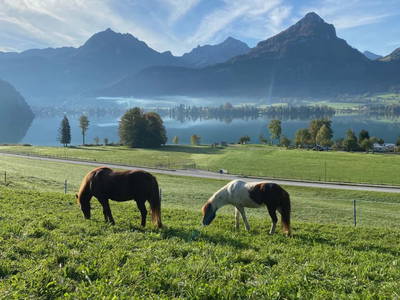 Bild 36 aus Reiterhof Suassbauer