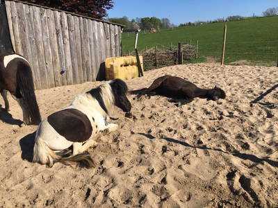 Bild 23 aus  OstseeBauernhof Schönhagen