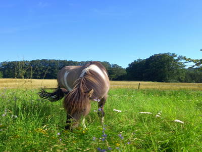 Pony auf der Weide