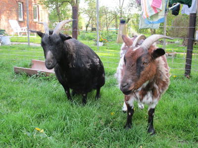 Bild 10 aus  Ferienhof Hohenhenne