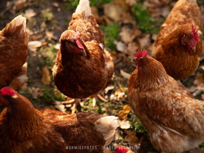 Bild 26 aus  Ferienhaus / Chalet auf dem Gestüt Lohhof mit Kinderreiten oder Pony Reiten