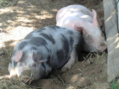 glückliche Schweine