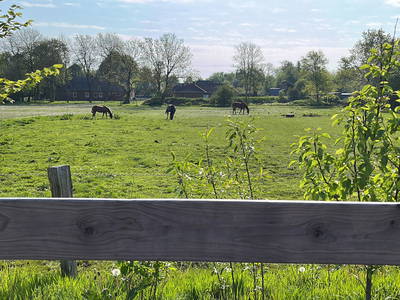 Bild 66 aus  Lindenhof