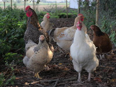 Bild 11 aus  Dambækgaard