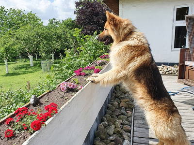 Bild 29 aus  Ferienhof   Witte Haubarg                -  2025 Beliebtester Ferienhof für Familienurlaub