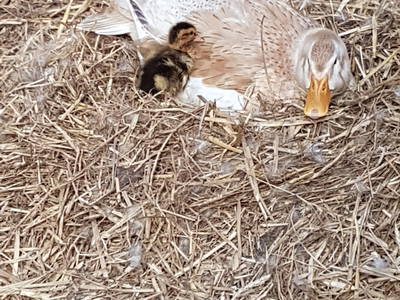 Bild 22 aus  Renas Ferienhof