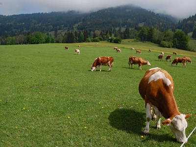 Bild 20 aus  Ferienhof Köpf