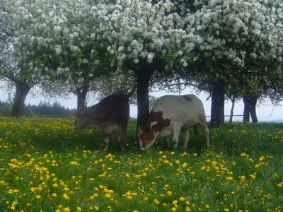 Bild 22 aus  Allgäu Bergferienhof