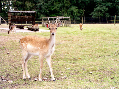 Bild 3 aus  Gut Grasbeck