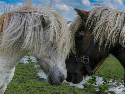 Bild 43 aus  Ponyhof Goldenstein