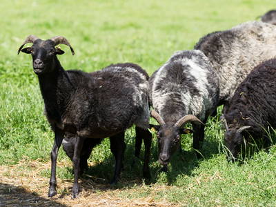 Bild 26 aus  Ferienhof Stegen