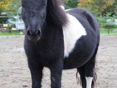 Bild 11 aus  LandSelection Schwarzfelder Hof