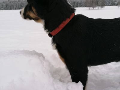 Bild 48 aus  Pension Baarblick