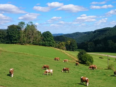 Bild 11 aus  Hilpertenhof