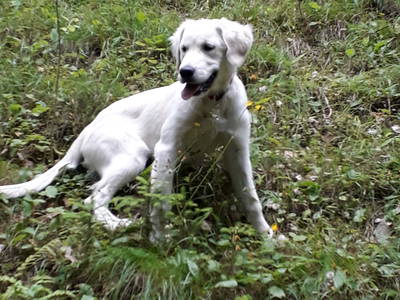 Bild 35 aus  Lechnerhof