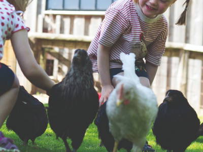 Bei der Tierfütterung