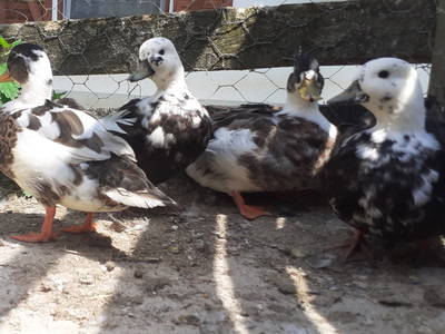 Bild 52 aus  Familienbauernhof Faß