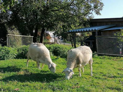 Bild 25 aus  Ferienhof Bentele