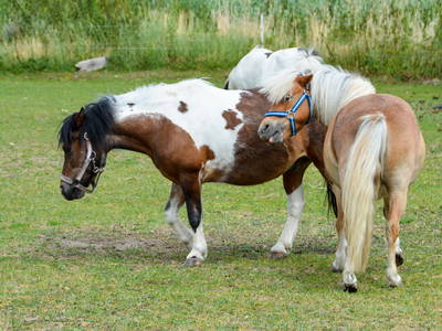 Bild 20 aus  Bauernhof Krebs