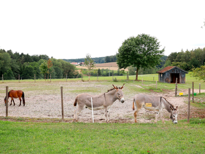 Bild 22 aus  KnallerbsenHof