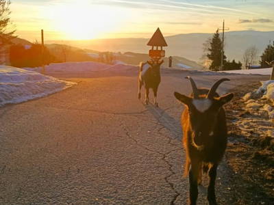 Bild 36 aus  Langhanshütte