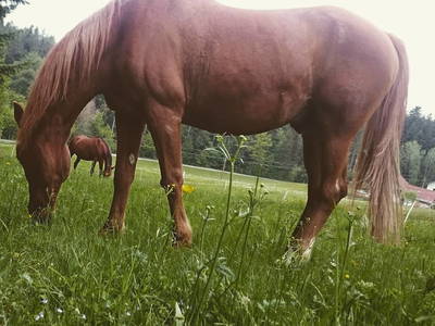 Bild 29 aus  Biohof Schmidbauer