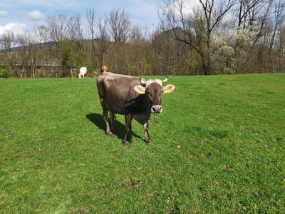 Bild 31 aus  Starbauer