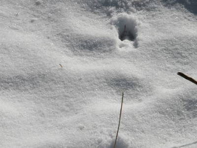 Bild 25 aus  Moar-zu-Lessach