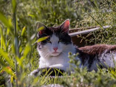 Bild 66 aus  Hofquartier Retzmoar