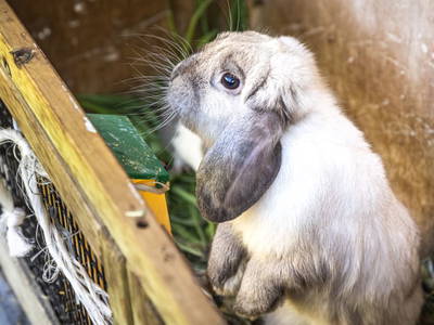 Bild 5 aus  Pochergütl