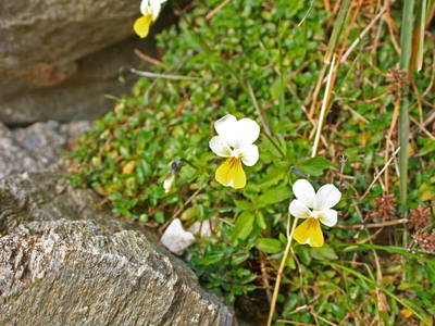 Bild 110 aus  Bauernhof Gruber - Bauernhaus