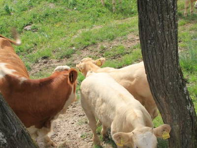 Bild 38 aus  Panorama Hof Fa. Sereinig