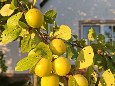 Bild 13 aus  Ferienhaus Plessberg