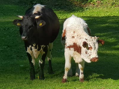 Bild 61 aus  Pöllitzgut